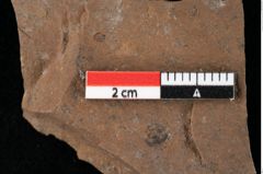 Foto (Detailansicht) von Glyptostrobus europaeus Brongniart (NHMW-GEO-2024-0188-0158)